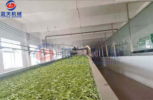 山西黃花菜網(wǎng)帶烘干機(jī)客戶(hù)現(xiàn)場(chǎng)