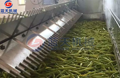 山西黃花菜網(wǎng)帶烘干機(jī)客戶(hù)現(xiàn)場(chǎng)