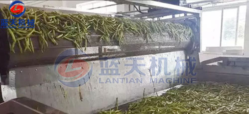 山西黃花菜網(wǎng)帶烘干機(jī)客戶(hù)現(xiàn)場(chǎng)